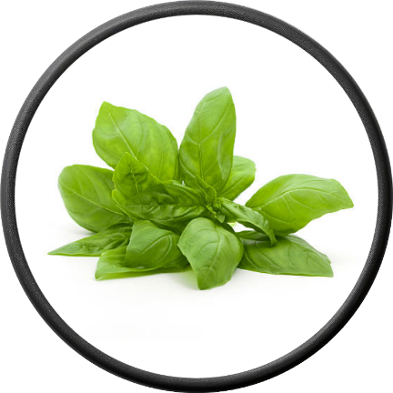 Fresh Basil